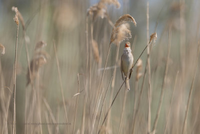 Great Reed Warbler - Acrocephalus arundinaceus