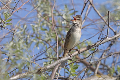 Great Reed Warbler - Acrocephalus arundinaceus