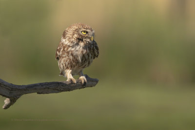 Little Owl - Athene noctua