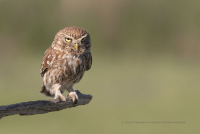 Little Owl - Athene noctua