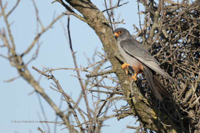 Red-footed falcon - Falco vespertinus