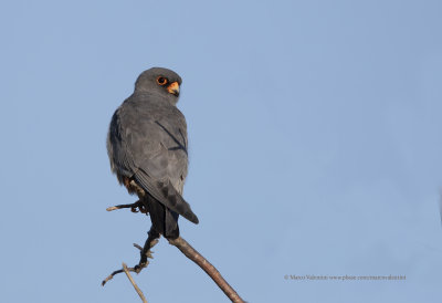 Red-footed falcon - Falco vespertinus
