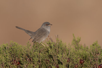 Dartford's Warbler - Sylvia sarda