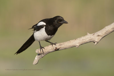 Magpie - Pica pica