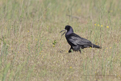 Rook - Corvus frugilelus