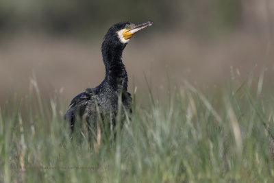 Great cormorant - Phalacrocorax carbo