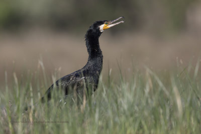 Great cormorant - Phalacrocorax carbo