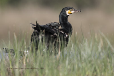 Great cormorant - Phalacrocorax carbo