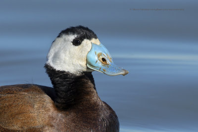 White-headed Duck - Oxyura leucocephala