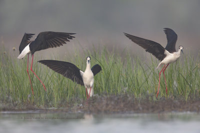 Black-winged stilt - Himantopus himantopus