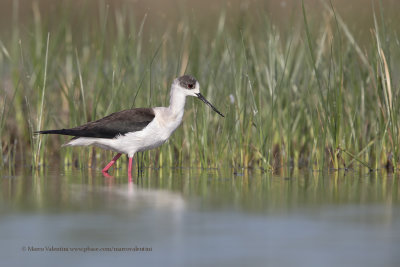 Black-winged stilt - Himantopus himantopus