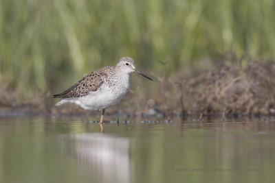 Marsh sandpiper - Tringa stagnatilis