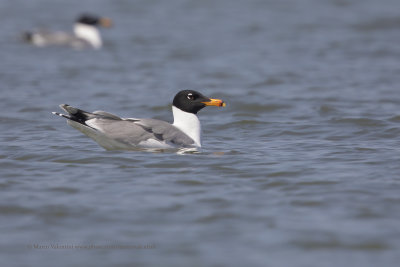 Pallas's Gull - Ichthyaetus ichthyaetus