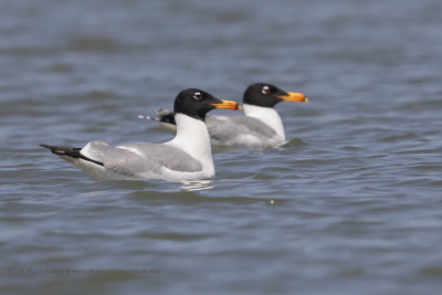 Pallas's Gull - Ichthyaetus ichthyaetus