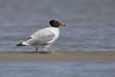 Pallas's Gull - Ichthyaetus ichthyaetus