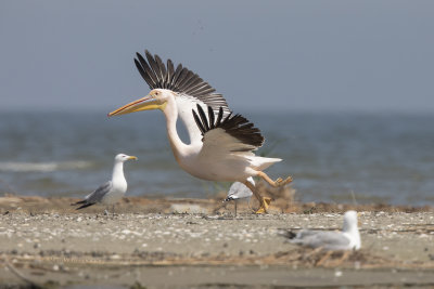 White Pelican - Pelecanus onocrotalus