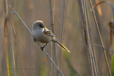 Bearded Tit - Panurus biarmicus
