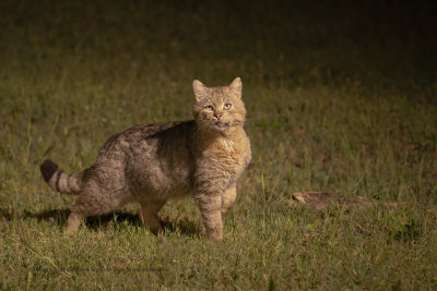 Wild cat - Felis silvestris