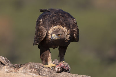 Golden eagle - Aquila chrysaetos