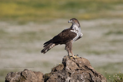 Bonelli's eagle - Aquila fasciata