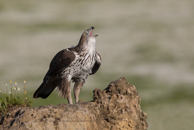 Bonelli's eagle - Aquila fasciata