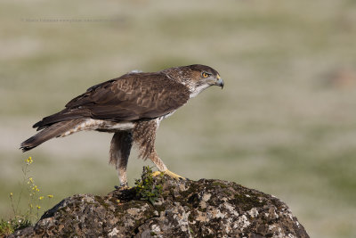 Bonellis eagle - Aquila fasciata