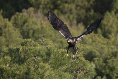 Spanish Imperial eagle - Aquila adalberti