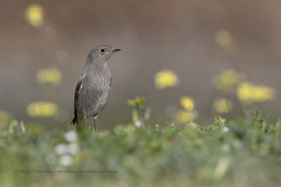 Black redstart - Phoenicurus ochruros