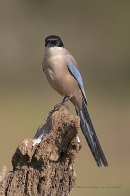 Azure-winged magpie - Cyanopica cooki