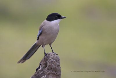 Azure-winged magpie - Cyanopica cooki