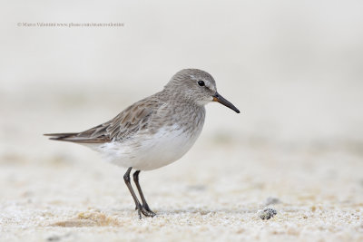 White-rumped Sandpiper - Calidris fuscicollis