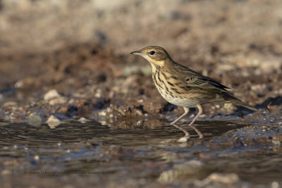 Tree pipit - Anthus trivialis