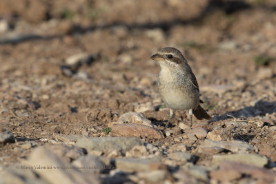 Red-backed Shrike - Lanius collurio