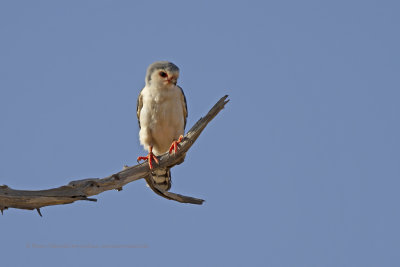 Pigmy falcon - Polihierax semitorquatus