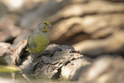 Citril Finch - Carduelis citrinella