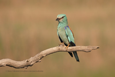 European roller - Coracias garrulus