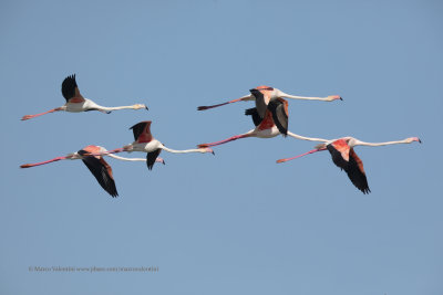 Greater Flamingo - Phoenicopterus roseus