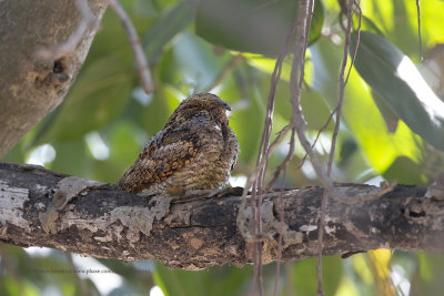 Grey Nightjar - Caprimulgus indicus