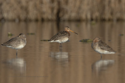 Black-tailed godwit - Limosa limosa