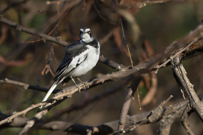 African pied Wagtail - Motacilla aguimp