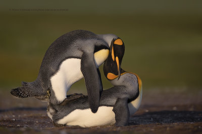 King penguin - Aptenodyptes patagonicus
