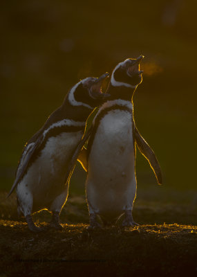 Magellanic Penguin- Spheniscus magellanicus