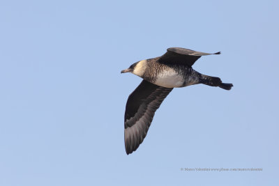Pomarine Skua - Stercorarius pomarinus