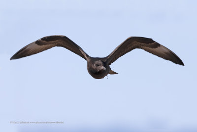 Pomarine Skua - Stercorarius pomarinus