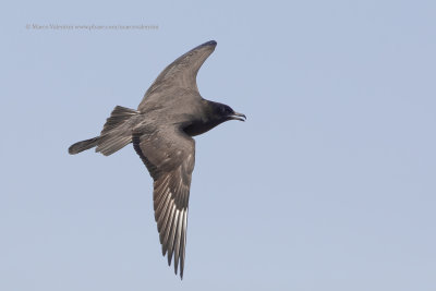 Pomarine Skua - Stercorarius pomarinus