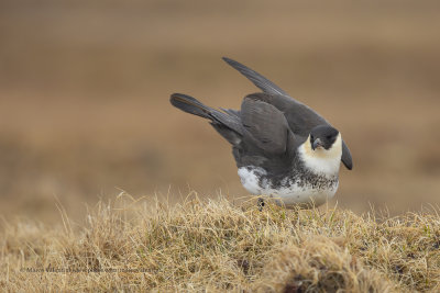 Pomarine Skua - Stercorarius pomarinus