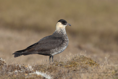Pomarine Skua - Stercorarius pomarinus