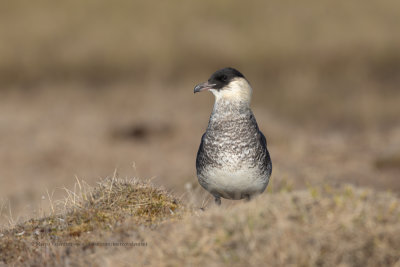 Pomarine Skua - Stercorarius pomarinus
