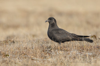 Pomarine Skua - Stercorarius pomarinus
