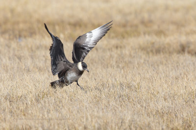 Pomarine Skua - Stercorarius pomarinus